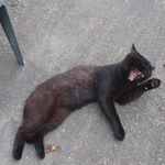 thomas botti - Instagram Profile Picture of thomas botti (@thomasbotti1) on Instagram