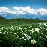 Profile Picture of Felix Chen (@umche329) on Flickr