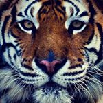 Profile Picture of Vito Cucuzza (@cucuzzavito) on Instagram