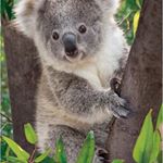 Profile Picture of Lisa Cappellari (@cappellari.l) on Instagram