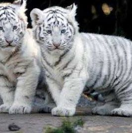 Profile Picture of Abi Samlin (@abi.samlin.1) on Facebook