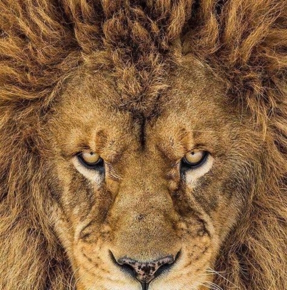 Profile Picture of Tom Small (@tsdg69) on Poshmark