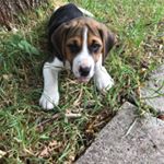 Profile Picture of Toby Williams-Gilbert (@tobythebeagle20) on Instagram