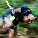 Profile Picture of Peter&Dogworks (@peterdogworks) on Instagram