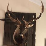 Profile Picture of Grayson Alexander (@alexander_and_shinn_hunting) on Instagram