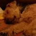 Profile Picture of CecilnKyla Willey (@cecilnkyla) on Pinterest