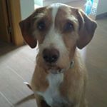 Profile Picture of Toñi Toscano (@toscantoni) on Instagram