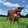 Profile Picture of mulberrybend (@mulberrybend) on Tiktok
