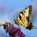 Profile Picture of Kutub Uddin (@mrkholil87) on Pinterest