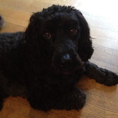 Profile Picture of Tanya Maynard (@FloydsTanya) on Twitter