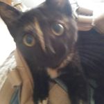 Profile Picture of Robin Puckett-Jervis (@ttekcupnibor) on Instagram