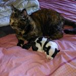 Profile Picture of Debbie Randall (@debbie.randall.1217) on Instagram