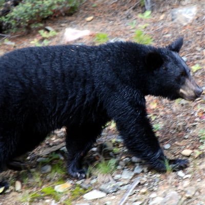 Profile Picture of Jeffery The Bear (@bearstweeting) on Twitter