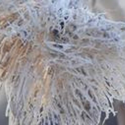 Profile Picture of Kim Burch (@burch_kim) on Twitter