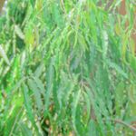 Profile Picture of Raphaël Bukasa (@raph_aelbukasa) on Instagram