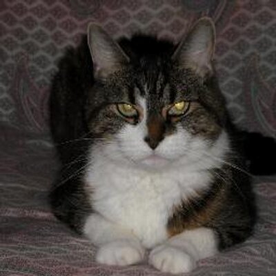 Profile Picture of Rose Bottomley (@mamode83) on Twitter