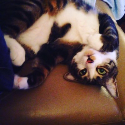 Profile Picture of Laura G (@Chinaspice) on Twitter