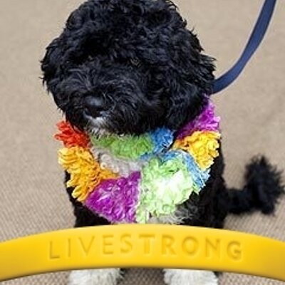 Profile Picture of Lynn Olson (@zag95) on Twitter