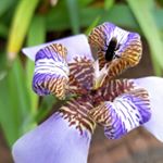 Profile Picture of Entomologia - UFU (@entomologando) on Instagram
