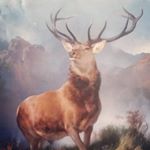 Profile Picture of Malcolm MacNeill (@malcolmmac5) on Instagram