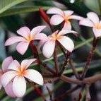 Profile Picture of Joyce Ramsden (@joyce.ramsden.1) on Facebook