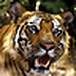Profile Picture of Richard Joseph (@shooter unleashed) on Flickr
