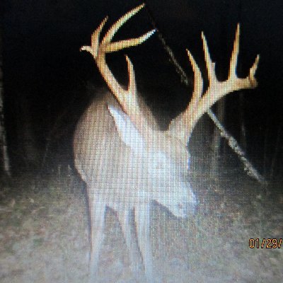 Profile Picture of Rocco Digilio (@digilio091856) on Twitter