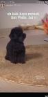Profile Picture of   ?itemId=6939305837265554689... (@neneknyadaegal1) on Tiktok