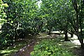 Profile Picture of Botanical Garden of Faialon Wikipedia
