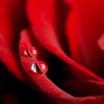Profile Picture of Nancy Crow (@mozhgan.mahmoudi8731) on Instagram