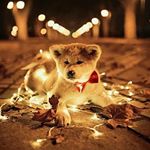 Lynnette Canady - Instagram Profile Picture of Lynnette Canady (@lynnettecanady) on Instagram