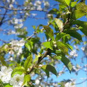 Profile Picture of Sophie Behrendt (@sophiebehrendt5629) on Youtube