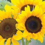 Profile Picture of Lawrence Wallace (@rence_wallac) on Instagram