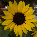 Robin Penrose - Flickr Profile Picture of Robin Penrose (@robin penrose) on Flickr