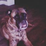 Profile Picture of Sparky Lillian Cotto (@spark_the_devil_4) on Instagram