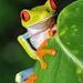 Profile Picture of Rochelle Jeffery (@frog64643780) on Pinterest