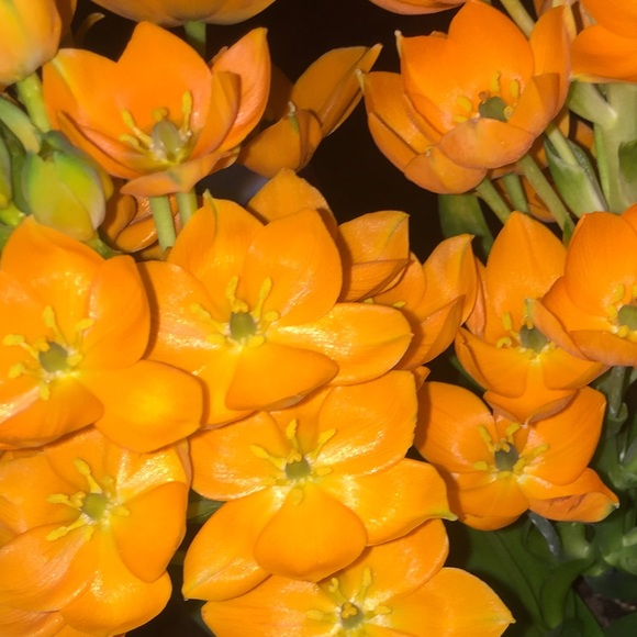 Profile Picture of Skyla Harrison (@smh19smh) on Poshmark