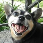 Profile Picture of Catie Brandyberry (@dixons_mama) on Instagram