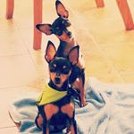 Profile Picture of Candy, Slinky and Keller (@paradiseofpinscher) on Instagram