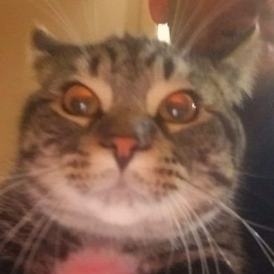 Profile Picture of Steve Serrano (@steveserrano17) on Twitter