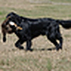 Profile Picture of flatcoatfun (@flatcoatfun) on Flickr