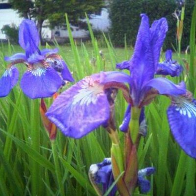 Profile Picture of Janet Sweeney (@SweeneyJanet) on Twitter