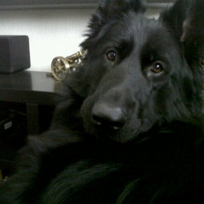 Profile Picture of Theodore Beach (@theodorethedog) on Twitter