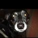 Profile Picture of Dixie Lucas (@learningdog) on Pinterest