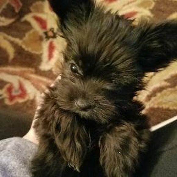 Profile Picture of Corenna Moon (@corennamoon) on Poshmark