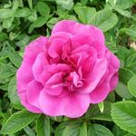 Profile Picture of Rose Anne Ouellet (@ouelletroseanne) on Instagram