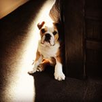 Floyd Cross - Instagram Profile Picture of Floyd Cross (@floyd.cross_bulldog) on Instagram