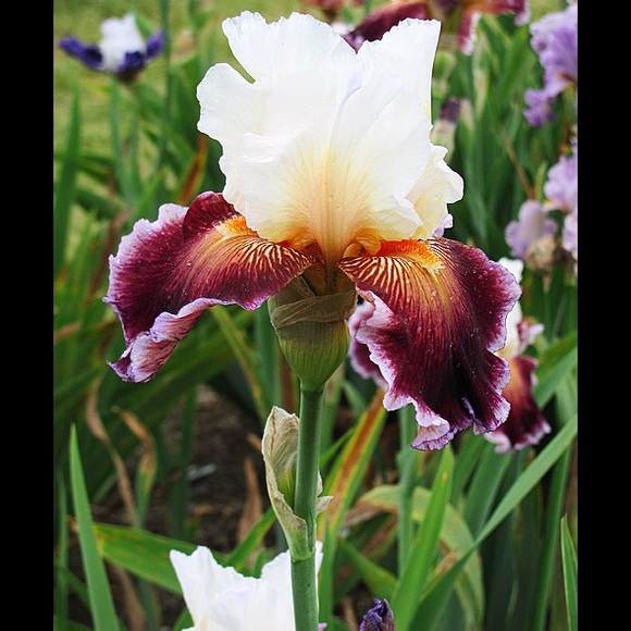 Profile Picture of Caroline Bogush (@carolinebogush) on Poshmark