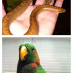 Profile Picture of Jake Theriot (@snake_master101) on Instagram