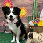 Profile Picture of Steve Albers (@stlblues1005) on Instagram